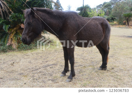 土井岬的御崎沼(宮崎縣久島市小野) 土井岬的御崎沼(宮崎縣久島市小野) 123036783