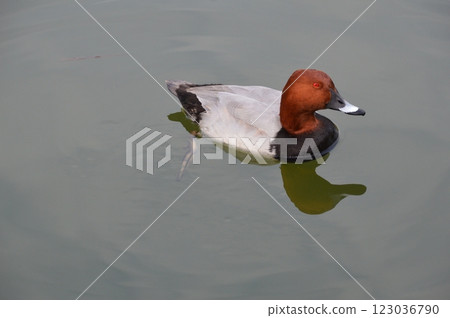 紅頭潛鴨（雄性）（岸和田城護城河/大阪府岸和田市） 123036790