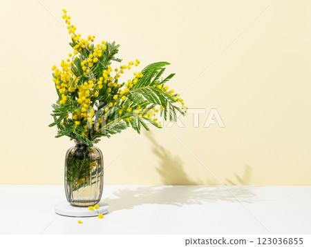 Bouquet of mimosa or acacia in a vase on a yellow and white background with sunlight. Bouquet of mimosa or acacia in a vase on a yellow and white background with sunlight. 123036855