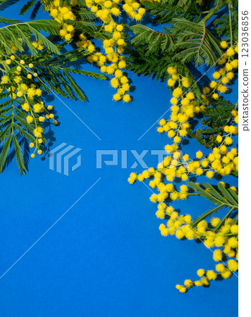 Flat lay of mimosa or acacia branches on blue background with sunlight. Flat lay of mimosa or acacia branches on blue background with sunlight. 123036856