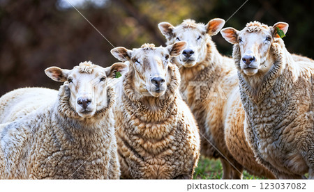A Group of Sheep Grazing Peacefully in the Beautiful Meadow of the Serene Countryside 123037082