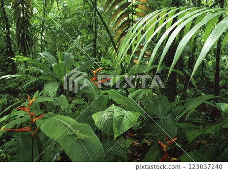 Blur natural green background bokeh leaves. Lizard on leaf 123037240