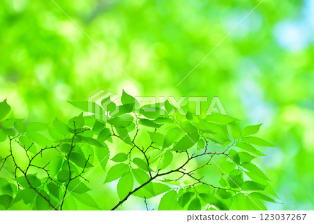 Refreshing spring sprouts Fresh green 123037267