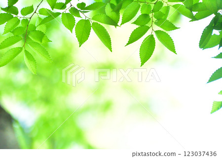 清新的春芽新綠 123037436