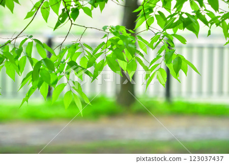 Refreshing spring sprouts Fresh green 123037437