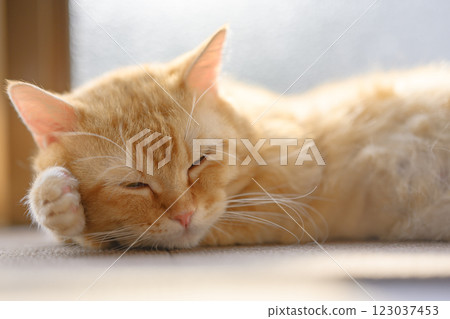 曼基康貓在陽光下睡覺 - 毛茸茸的貓咪的放鬆時間 123037453