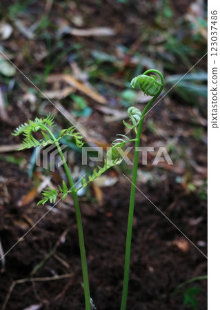 Spring wild plants 2 Spring wild plants 2 123037486