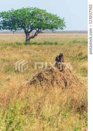 Baboon sitting on the ground in the Serengeti 123037502