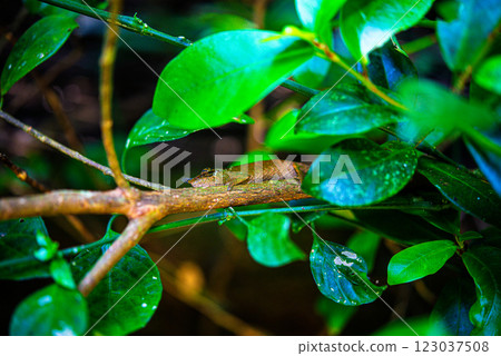 Madagascar Chameleon Madagascar Chameleon 123037508