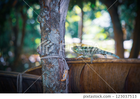 Madagascar Chameleon 123037513