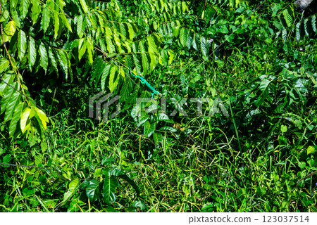 馬達加斯加變色龍 123037514