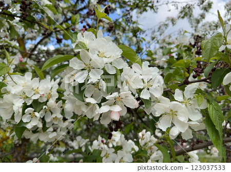 A branch of blooming white cherry close-up. Closeup. Floral background for your design. 123037533