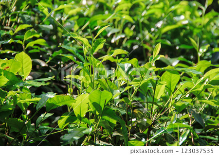 Shrubs on tea plantations of Sri Lanka, close-up. Growing tea. Shrubs on tea plantations of Sri Lanka, close-up. Growing tea. 123037535