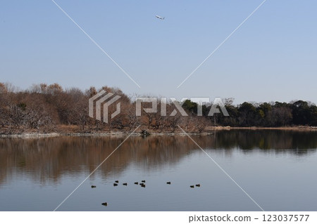 位於大阪伊丹機場起飛路線正下方的日本列島是地標,飛機和野鳥在伊丹紺陽池公園飛翔,這裡是一座城市綠洲 位於大阪伊丹機場起飛路線正下方的日本列島是地標,飛機和野鳥在伊丹紺陽池公園飛翔,這裡是一座城市綠洲 123037577
