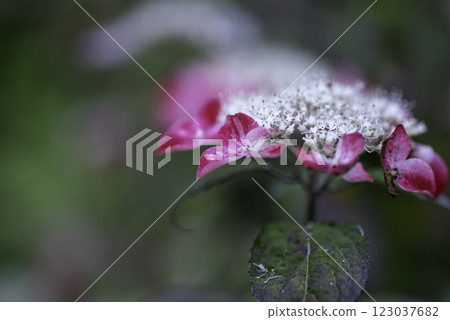 Red hydrangea flower 123037682