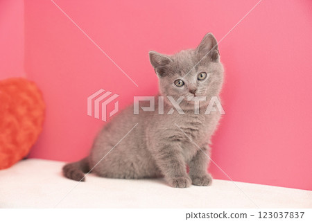 粉紅背和黃背小貓 粉紅背和黃背小貓 123037837