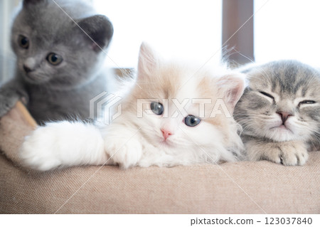 蘇格蘭折耳貓與沙特爾貓 123037840