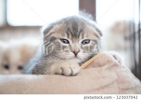 Scottish fold kitten in a cage 123037842