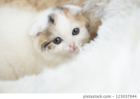 Scottish fold kitten in a white bed 123037844