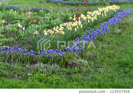 flower bed with blooming flowers. banner 123037938