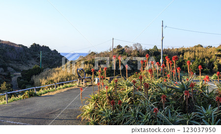 下田市築木崎的冬天 123037950