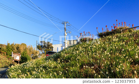 Winter in Tsumekizaki, Shimoda City 123037955