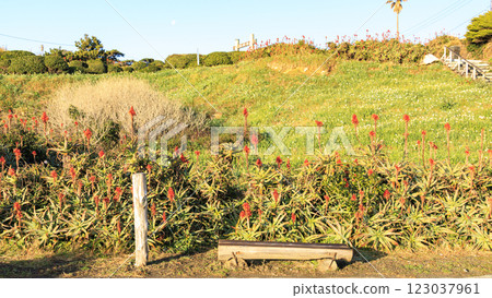Winter in Tsumekizaki, Shimoda City 123037961