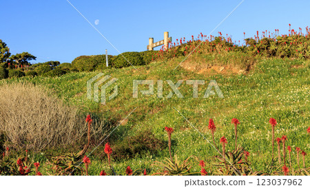 Winter in Tsumekizaki, Shimoda City Winter in Tsumekizaki, Shimoda City 123037962