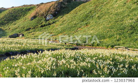 Winter in Tsumekizaki, Shimoda City 123037968
