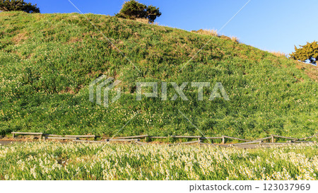 Winter in Tsumekizaki, Shimoda City 123037969