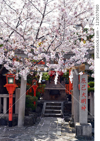 Spring at Tatsumi Daimyojin Shrine in Gion, Kyoto 123037980