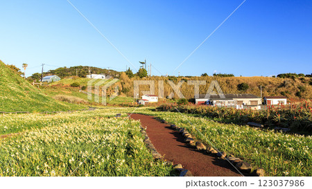 Winter in Tsumekizaki, Shimoda City 123037986