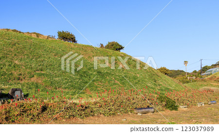 下田市築木崎的冬天 123037989