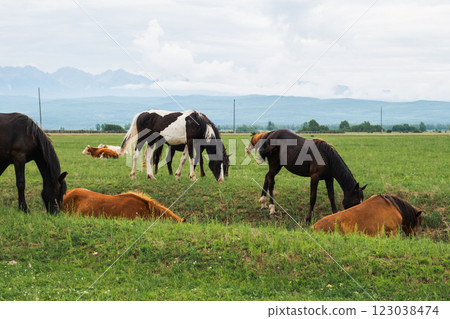 Modern animal livestock. Horses grazing in green field grassland farm countryside background. Horse in meadow chewing grass outdoor. Horse in natural eco farm. Herd of horses on green pasture Modern animal livestock. Horses grazing in green field grassland farm countryside background. Horse in meadow chewing grass outdoor. Horse in natural eco farm. Herd of horses on green pasture 123038474