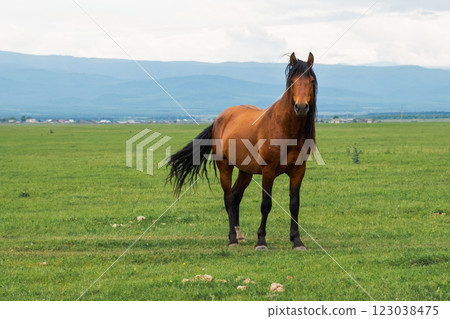 Modern animal livestock. Horse grazing in green field grassland farm countryside background. Horse in meadow chewing grass outdoor. Horse on green pasture in natural eco farm Modern animal livestock. Horse grazing in green field grassland farm countryside background. Horse in meadow chewing grass outdoor. Horse on green pasture in natural eco farm 123038475