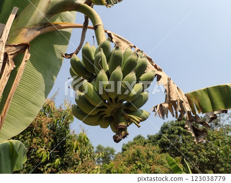 香蕉果實 123038779
