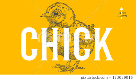 Chick. Hand drawn. Chicken chick, sketch drawing. Vintage retro print, chicken chick sketch ink pencil style drawing, engrave old school. Sketch artwork silhouette. Vector Illustration 123039016