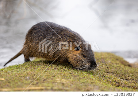 A nutria or coypu (Myocastor coypus) stands on the bank of a pond 123039027