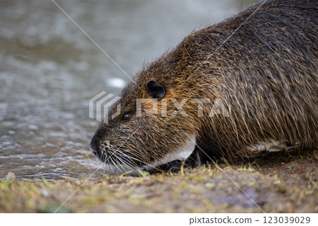 A nutria or coypu (Myocastor coypus) walks along the bank of a pond A nutria or coypu (Myocastor coypus) walks along the bank of a pond 123039029