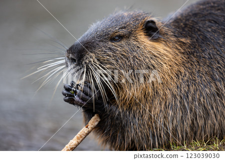A nutria or coypu (Myocastor coypus) nibbles on a slice of bread on the bank of a pond A nutria or coypu (Myocastor coypus) nibbles on a slice of bread on the bank of a pond 123039030