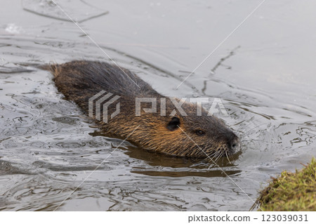 A nutria or coypu (Myocastor coypus) swims in a half-frozen pond 123039031