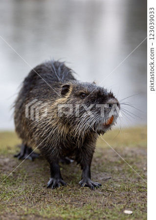 A nutria or coypu (Myocastor coypus) stands on the bank of a pond A nutria or coypu (Myocastor coypus) stands on the bank of a pond 123039033