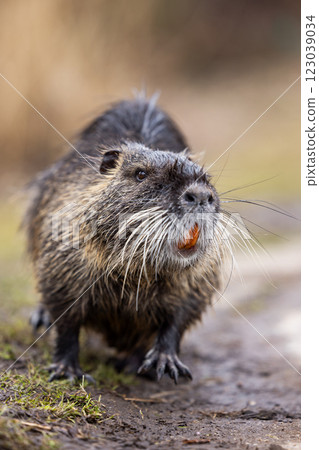 A nutria or coypu (Myocastor coypus) stands on the bank of a pond A nutria or coypu (Myocastor coypus) stands on the bank of a pond 123039034