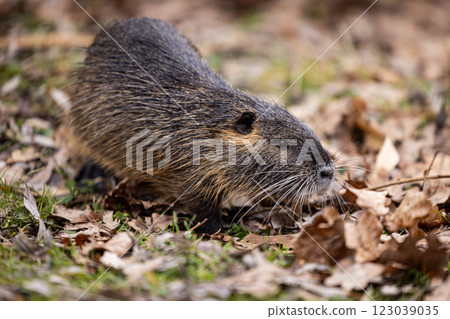 A nutria or coypu (Myocastor coypus) walks on a meadow with foliage 123039035