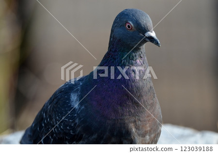 Kawarabato (Dobato) Kawarabato (Dobato) 123039188