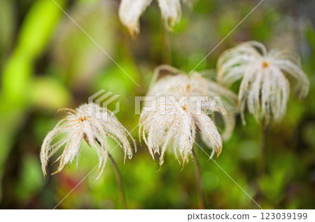 Tingle fruit 123039199