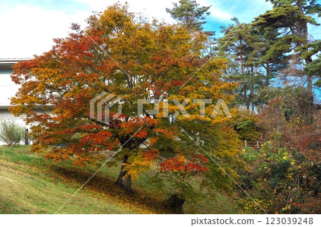 Autumn in Saigyo-Modoshi-no-Matsu Park: Autumn leaves of the maples at Cafe Le Roman, which overlooks Matsushima Autumn in Saigyo-Modoshi-no-Matsu Park: Autumn leaves of the maples at Cafe Le Roman, which overlooks Matsushima 123039248