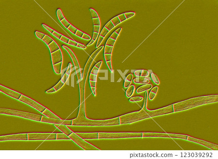 Fusarium fungi, 3D illustration Fusarium fungi, 3D illustration 123039292