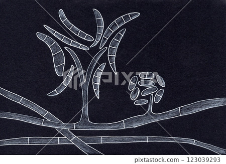 Hand-drawn pen illustration of Fusarium fungi Hand-drawn pen illustration of Fusarium fungi 123039293