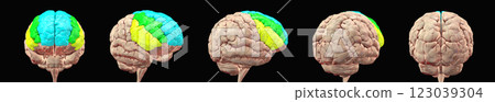 Frontal gyri of human brain, 3D illustration 123039304
